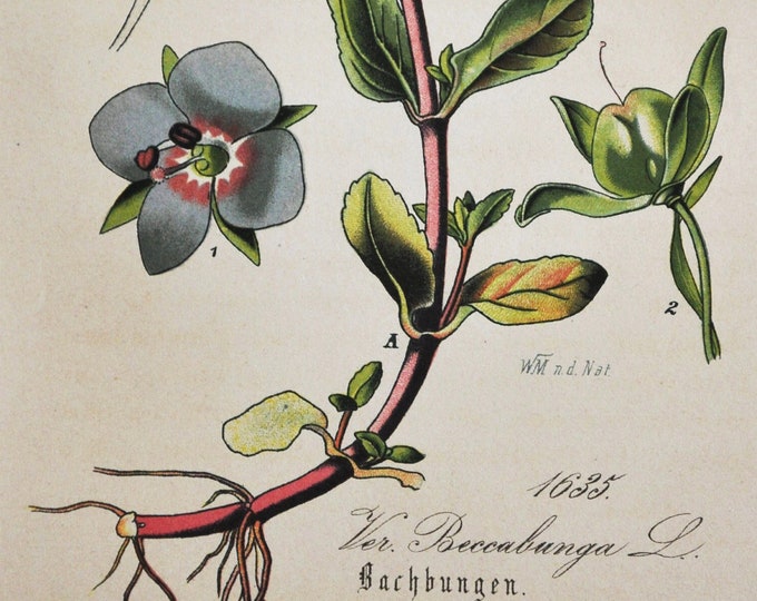 European Speedwell or Brooklime Print - Original Antique Botanical Print 1880s - Veronica beccabunga (plant flower seed perennial blue herb)