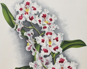 Odontoglossum Crispum Funambulum - Original Large Antique Orchid Print 1880s - orchidaceae botanical botany plant flower linden orchidee