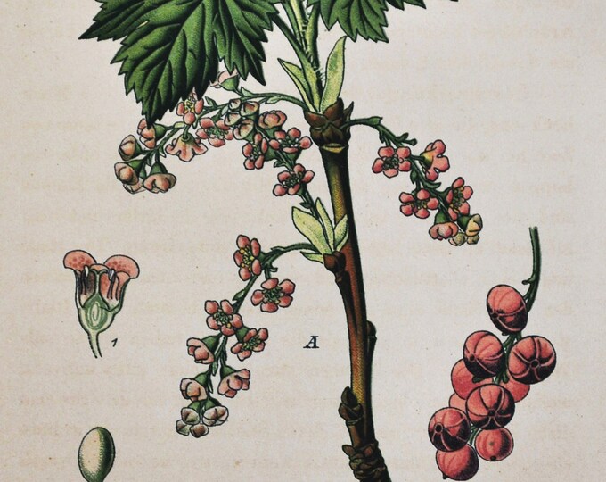 Rock Currant Print - Original Antique Botanical Print 1880s - Ribes petraeum (plant flower seed garden red currant redcurrant Bieberstein's)