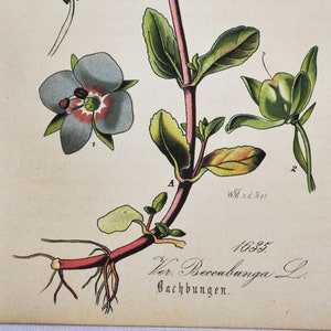 European Speedwell or Brooklime Print - Original Antiker Botanischer Druck 1880er Jahre - Veronica Beccabunga (Pflanzenblumen Samen dauerblaues Kräuterkraut)