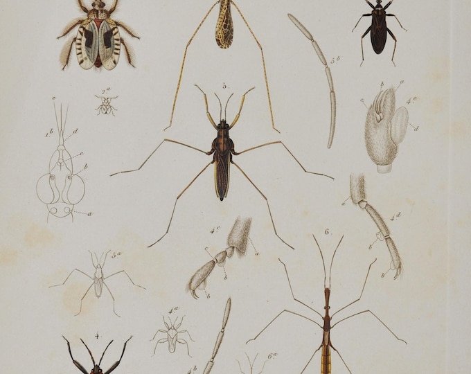 Masked Hunter / Feather-Legged Bug / Thread-Legged Bug / Water Cricket - Hand-colored Original Antique Insect Print - Cuvier engraving 1840s