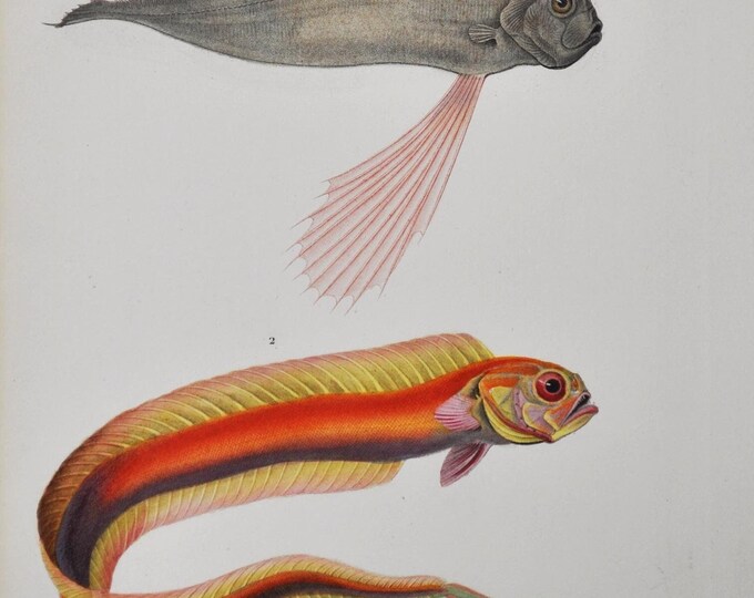 Ribbonfish and Bandfish - Hand-colored Original Antique Fish Print - Orbigny engraving from 1849 (trachypterus spinola, cepola rubescens)