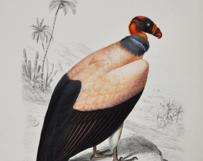 King Vulture - Hand-colored Original Antique Bird Print - Orbigny engraving from 1849 (Sarcoramphus papa, raptor, mexico, argentina, bird)