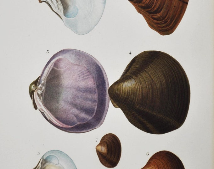 Cyclas Rivicola, Cyrena Cordiformis etc - Hand-colored Original Antique Fish Print - Orbigny engraving from 1849 (shellfish shell sea snail)