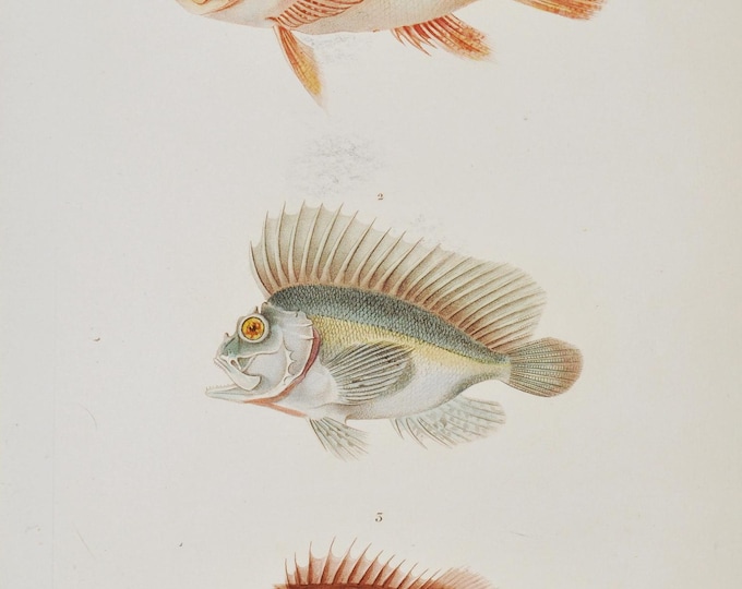 Humpbacked Scorpionfish / Leaf Scorpionfish / Patagonian redfish - Hand-colored Original Antique Fish Print - Cuvier engraving 1840s