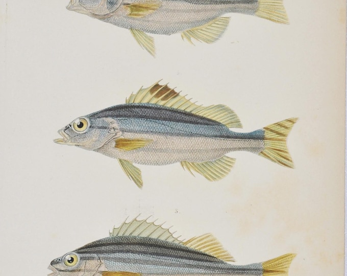 Eastern Striped Grunter / Small-Scaled Terapon / Eastern Striped Grunter - Hand-colored Original Antique Fish Print - Cuvier engraving 1840s