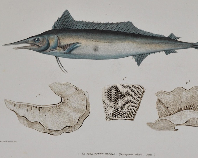 Mediterranean Spearfish (tetrapturus belone) - Hand-colored Original Antique Fish Print - Cuvier engraving 1840s