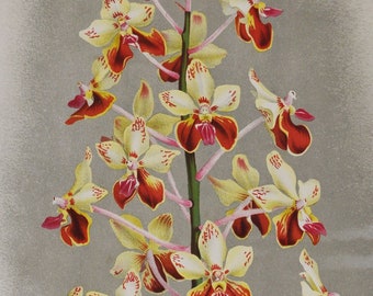 Vanda Superba - Stampa orchidea antica originale grande 1880 - orchidaceae pianta botanica fiore tiglio lindenia orchidee giallo rosso