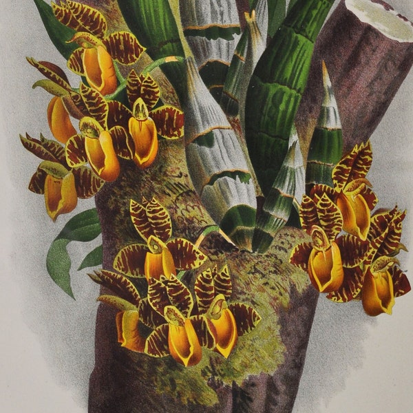 Catasetum Pulchrum - Original Large Antique Orchid Print 1880s - orchidaceae botanical plant flower linden lindenia orchidee yellow brown
