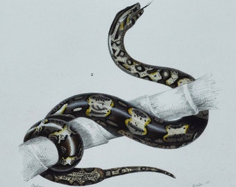 Sand Boa / Boa Constrictor - Hand-colored Original Antique Reptile Print - Orbigny engraving from 1849 (snake red-tailed non-venomous Boidae