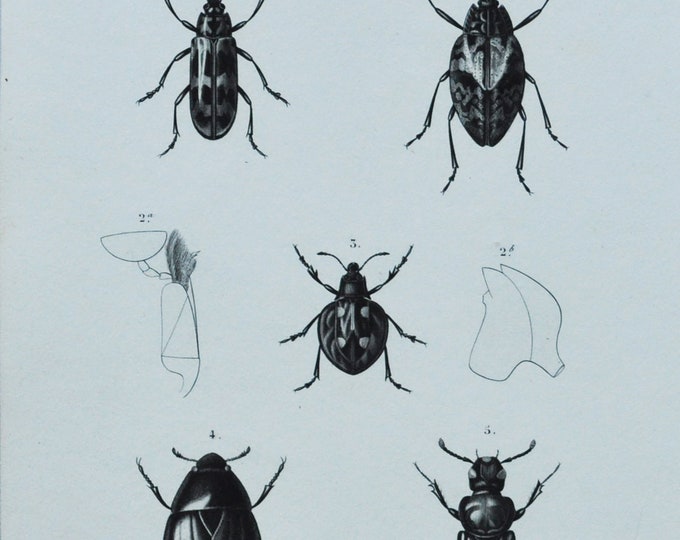 Original Antique Insects Print - Encaustes / Erotylus / Eumorphus / Hydrophilus / Necrophorus - 1849 d'Orbigny Natural History Beetle