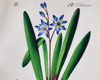 Star Hyacinth or Squill Print - Original Antique Botanical Print 1880s - Scilla amoena (plant flower garden seed perennial europe blue asia)