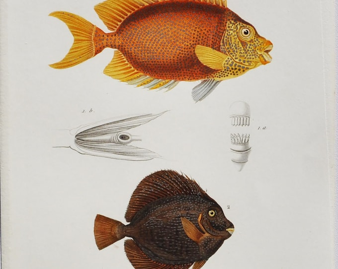 Blue-Spotted Spinefoot / Spotted Tang - Hand-colored Original Antique Fish Print - Orbigny engraving from 1849 (Amphacanthus corallinus)