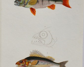 European Perch / Cardinalfish / Ruffe - Hand-colored Original Antique Fish Print - Orbigny engraving from 1849 (perca fluviatilis, vittalus)
