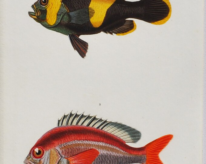 Saddleback Clownfish / Whitecheek Monocle Bream - Hand-colored Original Antique Fish Print - Orbigny engraving from 1849 (amphiprion vosmeri