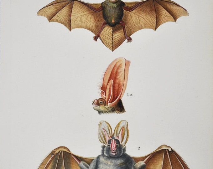 Bat - Hand-colored Original Antique Animal Print - Orbigny engraving from 1849 (Brown long-eared bat, plecotus auritus, megaderma frons)