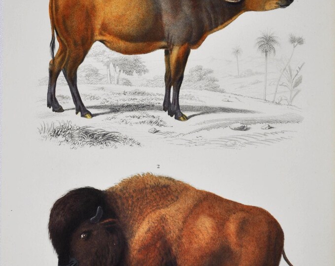 Cow & Bison / Buffalo - Hand-colored Original Antique Animal Print - Orbigny engraving from 1849 (african buffalo, american bison, cape)