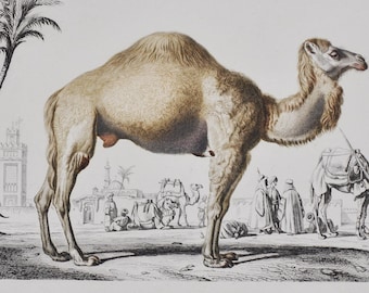 Dromedary / Arabian Camel - Hand-colored Original Antique Animal Print - Orbigny engraving from 1849 (camelus dromedarius, nile, egypt)