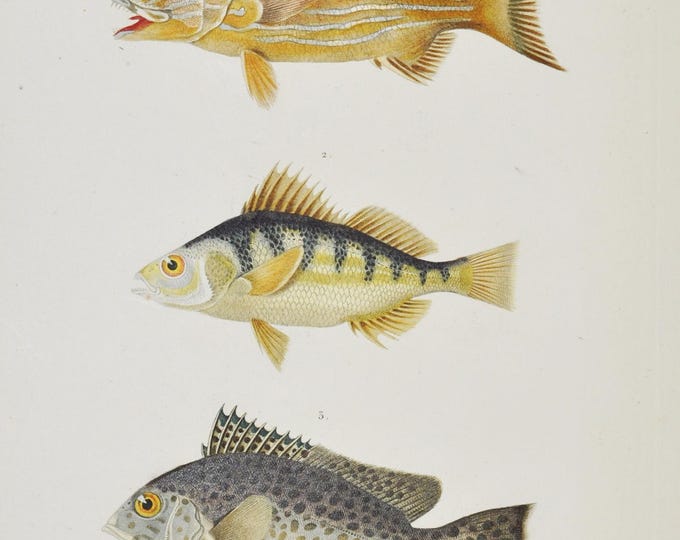 Bluestriped Grunt / Coro Grunt / Painted Thicklip - Hand-colored Original Antique Fish Print - Cuvier engraving 1840s