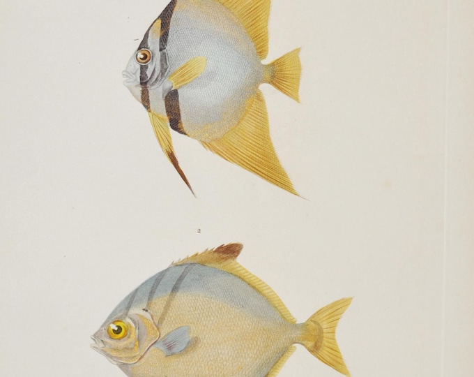 Orbicular Batfish / Moon Fish - Hand-colored Original Antique Fish Print - Cuvier engraving 1840s