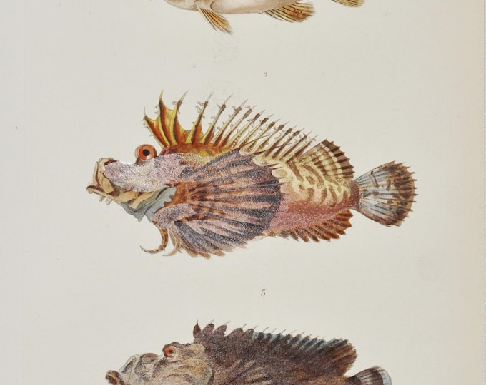 Peruvian Horsefish / Filament-Finned Stinger / Reef Stonefish - Hand-colored Original Antique Fish Print - Cuvier engraving 1840s