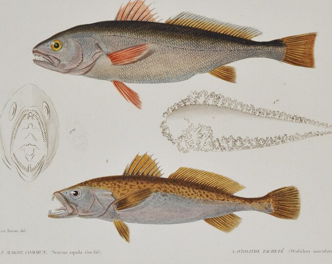 Meagre or Shade-Fish & Blotched Tiger-Toothed Croaker (sciaena aquila) - Hand-colored Original Antique Fish Print - Cuvier engraving 1840s