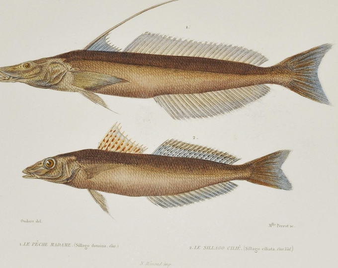 Gangetic Whiting & Sand Whiting (sillago domina) - Hand-colored Original Antique Fish Print - Cuvier engraving 1840s