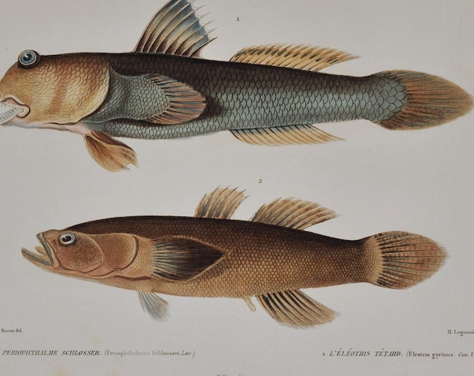 Giant Mudskipper & Dusky Sleeper (periophthalmus schlosseri / elcotris) - Hand-colored Original Antique Fish Print - Cuvier engraving 1840s