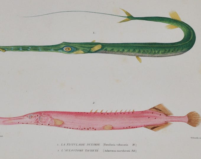 Tobacco Trumpetfish & Western Atlantic Trumpetfish - Hand-colored Original Antique Fish Print - Cuvier engraving 1840s