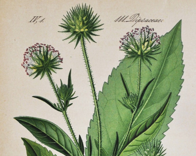 Small Teasel Print - Original Antique Botanical Print 1880s - Dipsacus pilosus (plant flower garden seed honeysuckle caprifoliaceae white)