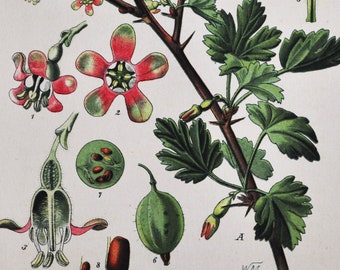 European Gooseberry Print - Original Antique Botanical Print 1880s - Ribes grossularia (plant flower seed currant red grossulariaceae pink)