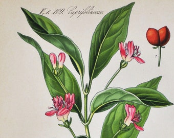 Alpine Honeysuckle Print - Original Antique Botanical Print 1880s - Lonicera alpigena (plant flower garden seed Caprifoliaceae europe asia)