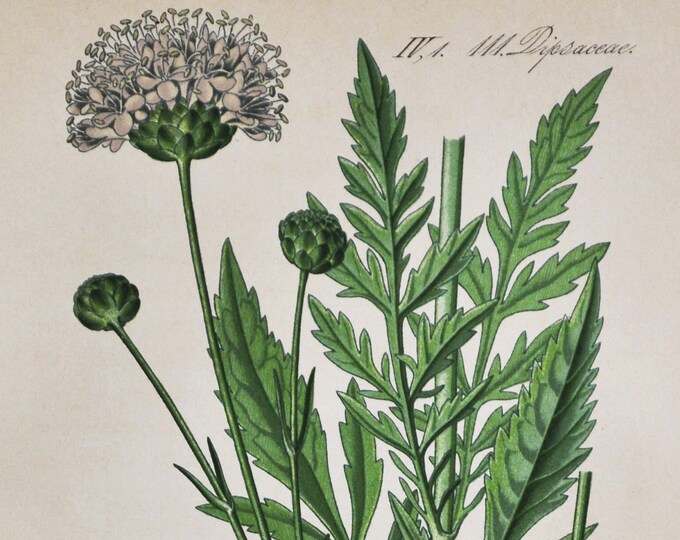 Giant Scabious Print - Original Antique Botanical Print 1880s - Cephalaria leucantha (plant flower garden seed honeysuckle white perennial)
