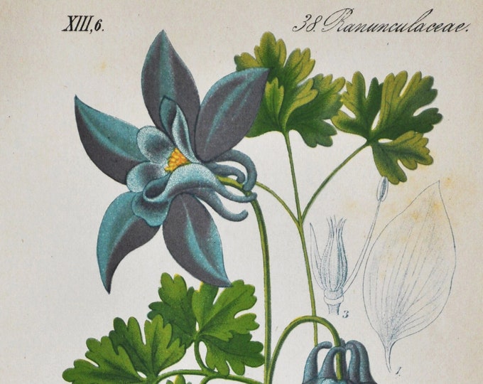 Alpine Columbine Print - Original Antique Botanical Print 1880s - Aquilegia alpina (plant flower seed Ranunculaceae breath of God alps)