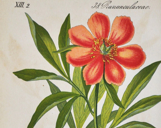 Red Peony Of Constantinople Print - Original Antique Botanical Print 1880s - Paeonia peregrina (plant flower seed common paeoniaceae europe)