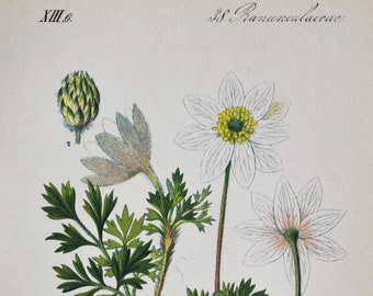 Mount Baldo Anemone Print - Original Antique Botanical Print 1880s - Anemone baldensis (plant flower seed mountain europe white windflower)