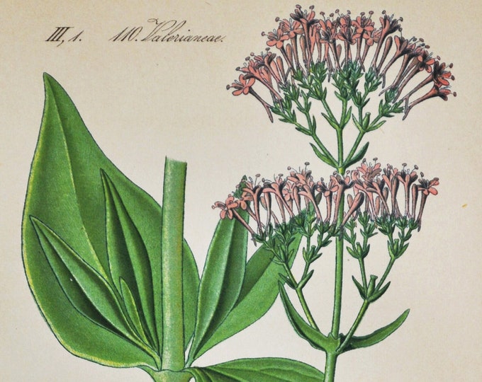 Red Valerian Print - Original Antique Botanical Print 1880s - Centranthus ruber (plant flower seed spur kiss-me-quick jupiter's devil beard)