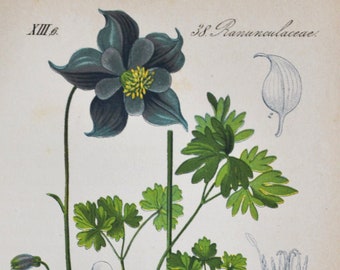 Pyrenean Columbine Print - Original Antique Botanical Print 1880s - Aquilegia pyrenaica (plant flower seed Ranunculaceae blue Pyrenees)