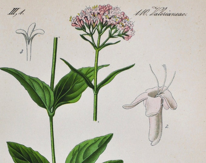 Mountain Valerian Print - Original Antique Botanical Print 1880s - Valeriana montana (plant flower seed garden pink caprifoliaceae europe)