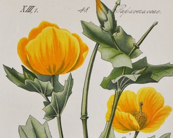 Yellow Horned Poppy Print - Original Antique Botanical Print 1880s - Glaucium luteum (plant flower seed garden hornpoppy sea papaveraceae)