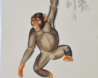 Chimpanzee - Hand-colored Original Antique Animal Print - Orbigny engraving from 1849 (chimp, common, robust, ape, africa, pan, human apes)