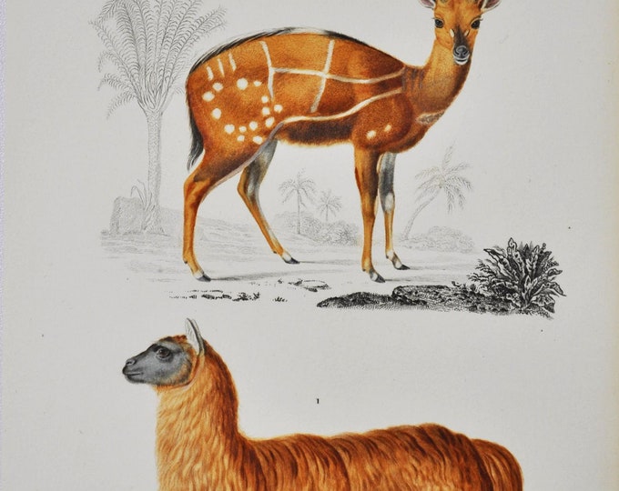 Alpaca / Antelope - Hand-colored Original Antique Animal Print - Orbigny engraving from 1849 (vicugna pacos, harnessed bushbuck, kewel)