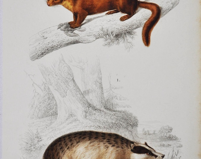 Pine Marten / Badger - Hand-colored Original Antique Animal Print - Orbigny engraving from 1849 (mustela martes, ursus meles, european)