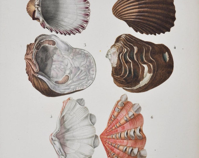 Cardium Magnum, Chama Damicornis etc - Hand-colored Original Antique Fish Print - Orbigny engraving from 1849 (shellfish shell sea urchins)