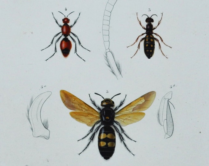 Insects - Hand-colored Original Antique Insect Print - Orbigny engraving from 1849 (pepsis stellata thynnus variabilis mutilla coccinea wasp
