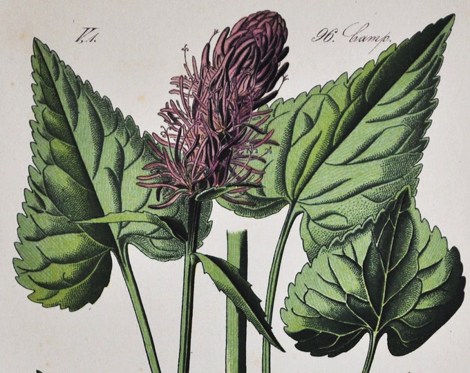 Haller's Rampion Print - Original Antique Botanical Print 1880s - Phyteuma halleri (plant flower seed garden purple campanulaceae europe)