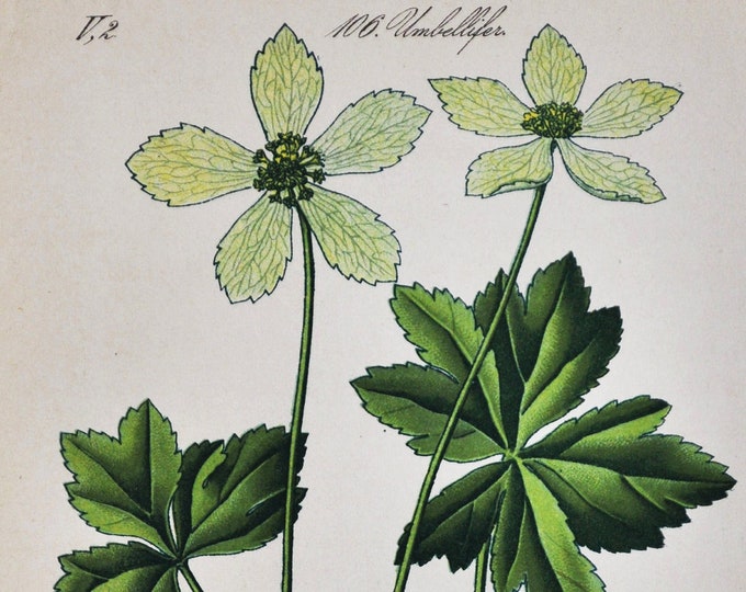 Dwarf Masterwort Print - Original Antique Botanical Print 1880s - Hacquetia epipactis (plant flower seed Apiaceae Dondia Sanicula europe)