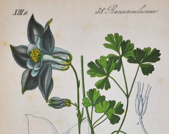 Bulgarian Columbine Print - Original Antique Botanical Print 1880s - Aquilegia nigricans (plant flower seed garden ranunculaceae perennial)