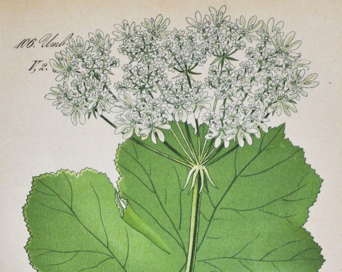 Hogweed Print - Original Antique Botanical Print 1880s - Heracleum alpinum / sphondylium (plant flower seed common cow parsnip eltrot white)