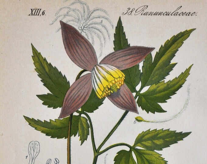 Alpine Clematis Print - Original Antique Botanical Print 1880s - Atragene alpina (plant flower seed garden purple vine europe mountains)